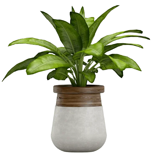 Plant